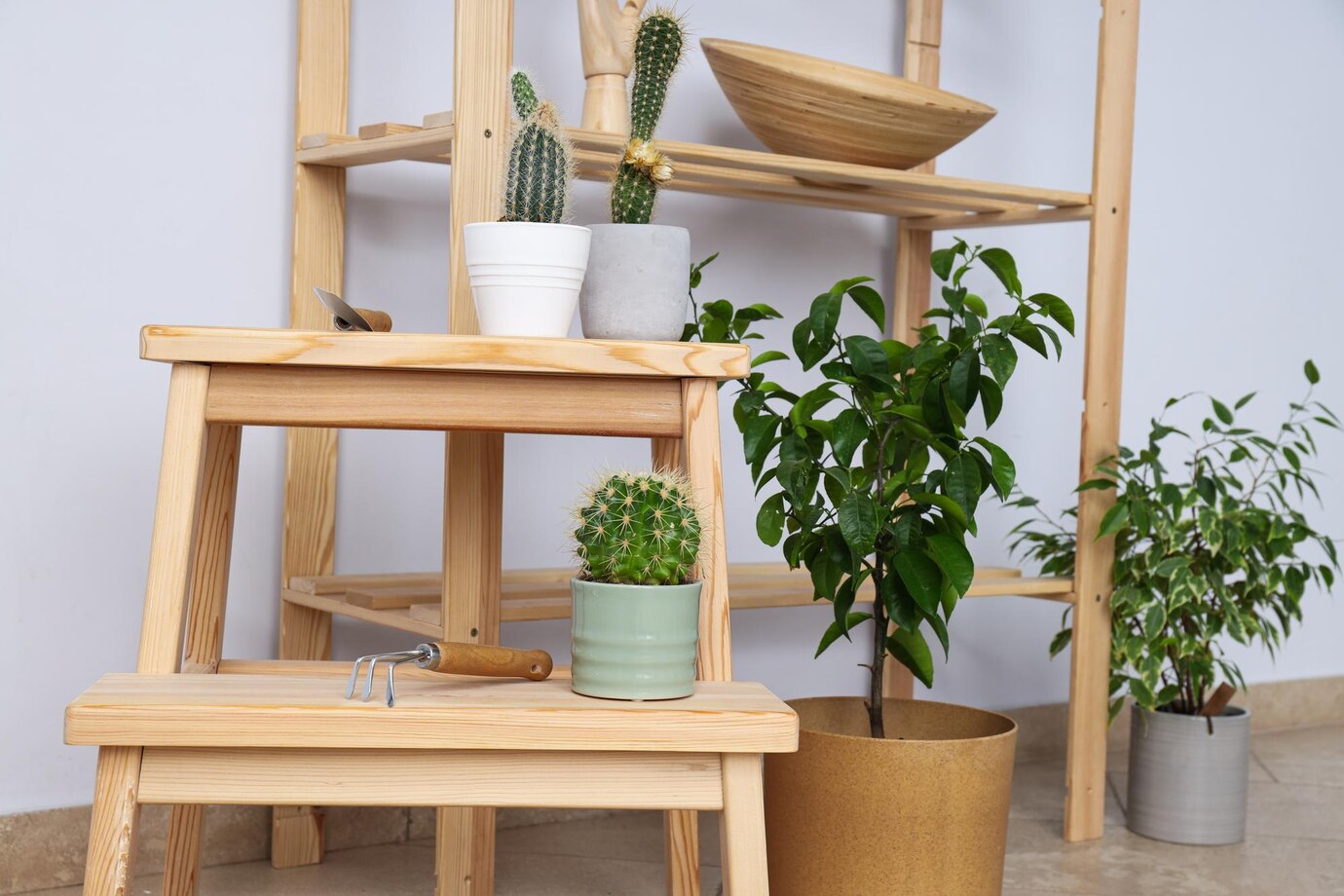 wooden shelf with potted cacti and plants, alongside a small stool