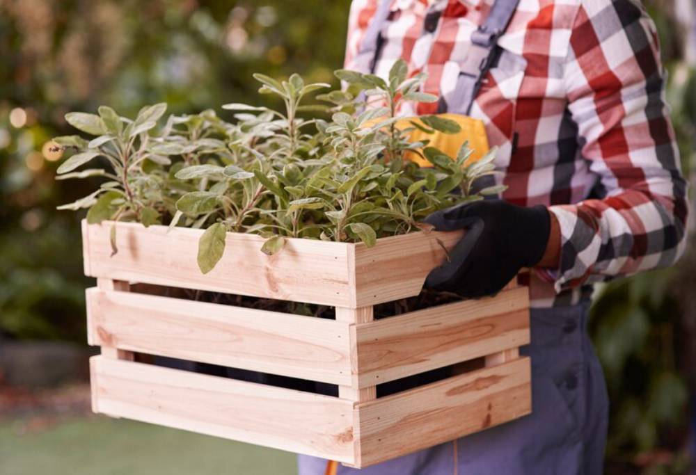 A person in a plaid shirt and gloves carries a wooden planter filled with green plants in a garden setting.