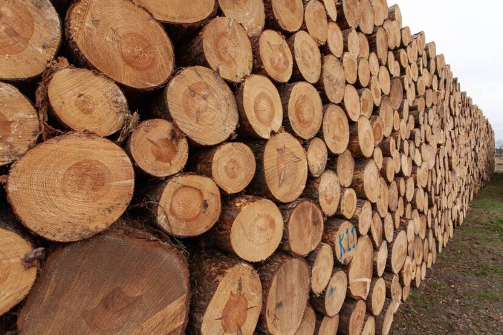 A stacked wood, showcasing their smooth, circular cross-sections and natural wood grain.